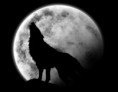 /album/galeria-de-fotos/fondos-dibujos-lobos-p-jpg/